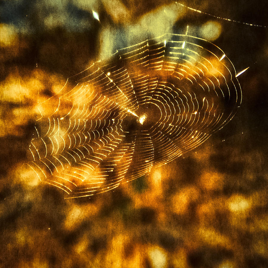 Spider Web Fall 2013 Photograph by Frank Winters