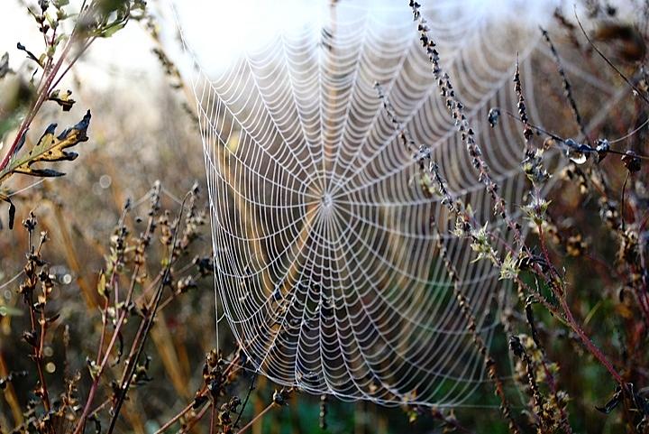 Spider Web Pyrography by Hannah Nagel - Pixels