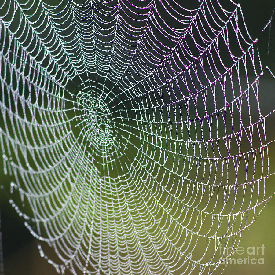 Spider Web Photograph by Heiko Koehrer-Wagner