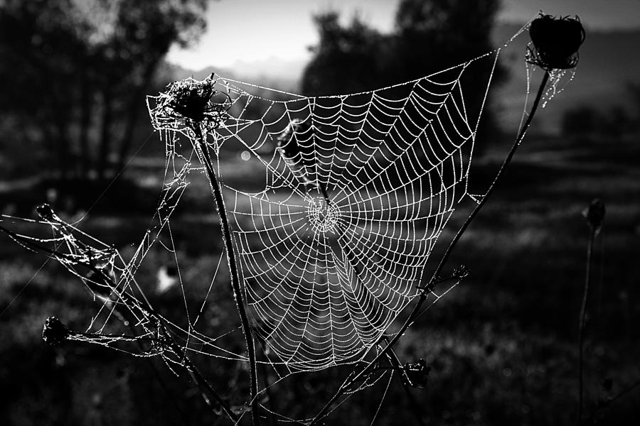 Spider Web Photograph by Henry Kowalski