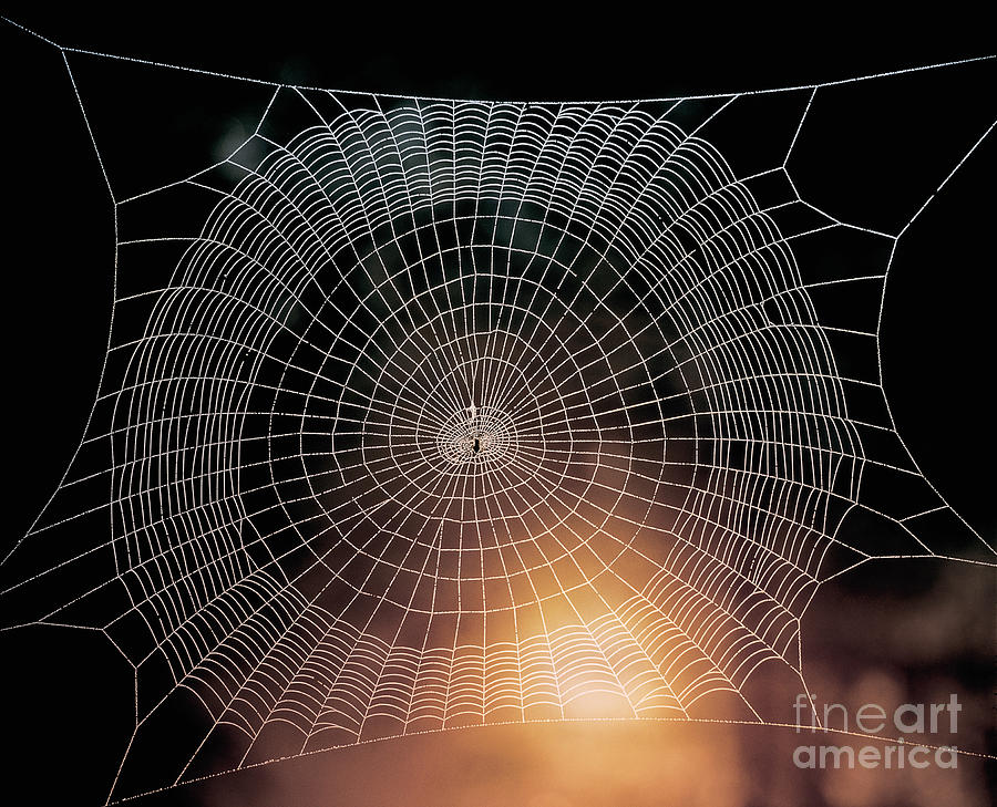 Spider Photograph - Spider Web by Hermann Eisenbeiss