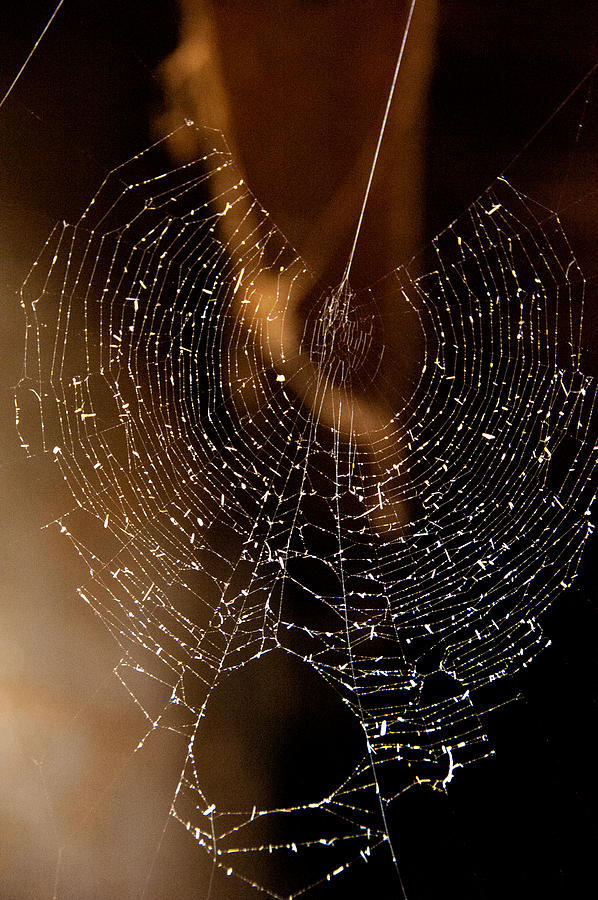 Spider Web I Photograph by Patrick Boening