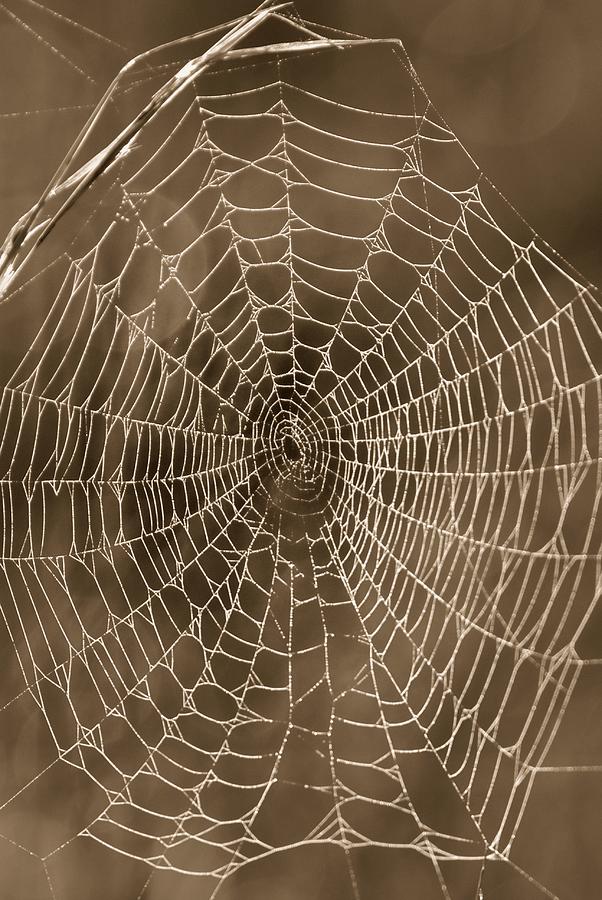 Spider Web in Sepia Photograph by John Harmon