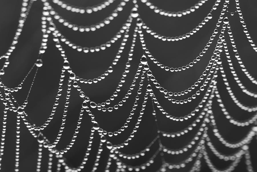 Spider Web Photograph by Jim Dollar