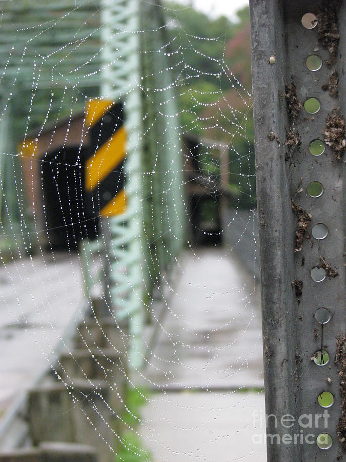 Spider Web Photograph by Michael Krek