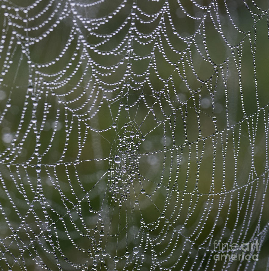 Abstract Photograph - Spider Web Morning by John Greim