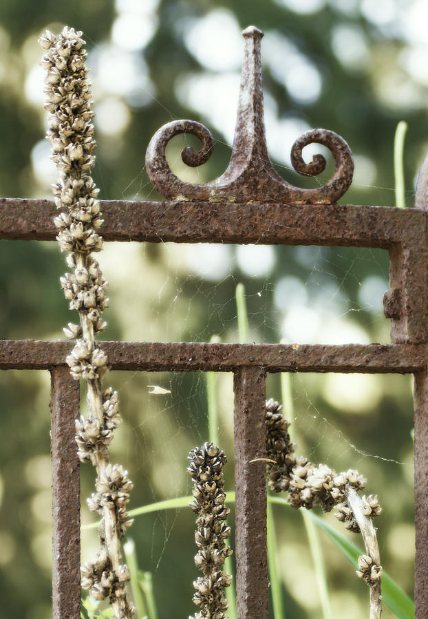 Spider Web on a Wrought Iron Fence Photograph by Tracy Winter