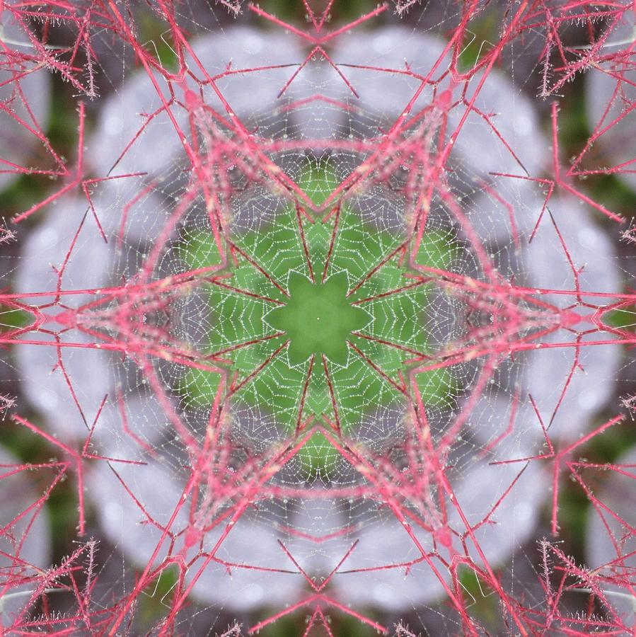 Spider Web on Smokebush by Trina Stephenson Spider Web on Smokebush by Trina Stephenson