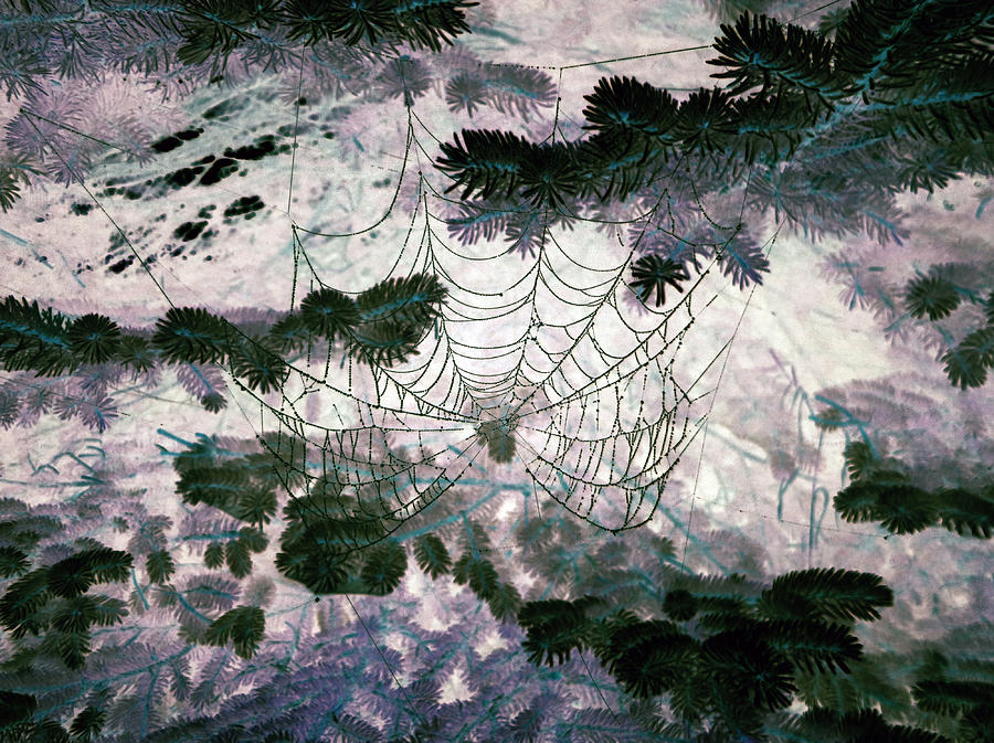 Spider Web Photograph by Patricia Januszkiewicz
