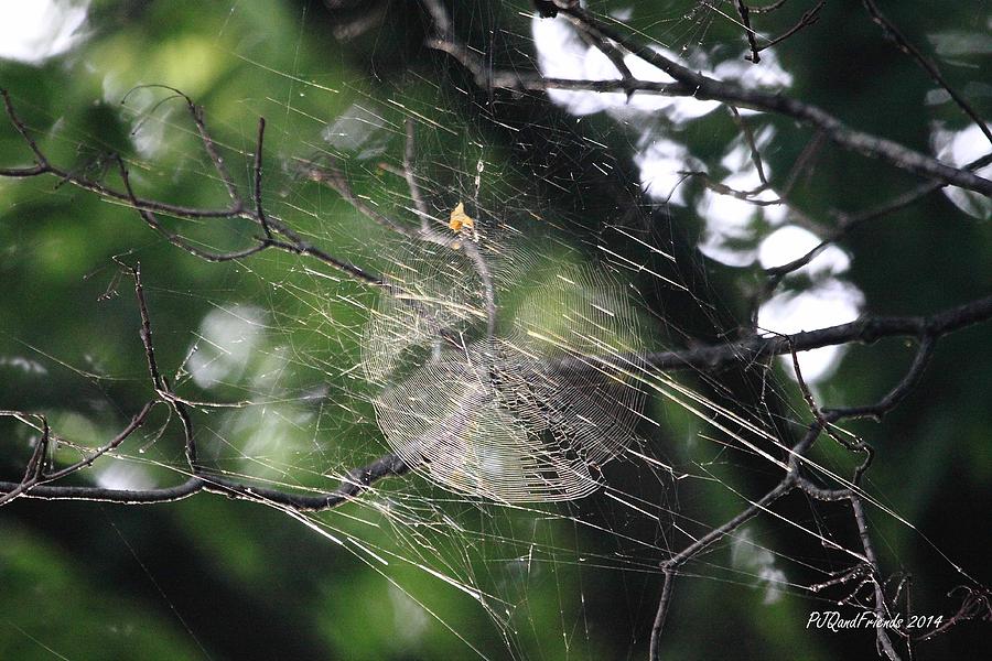 Spider Web Photograph by PJQandFriends Photography