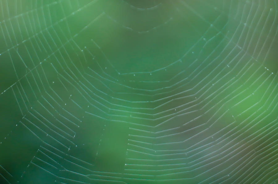 Spider web texture and background Photograph by Georgina Noronha | Fine ...