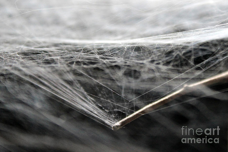 Spider Web Texture attached to stick Photograph by Adam Long