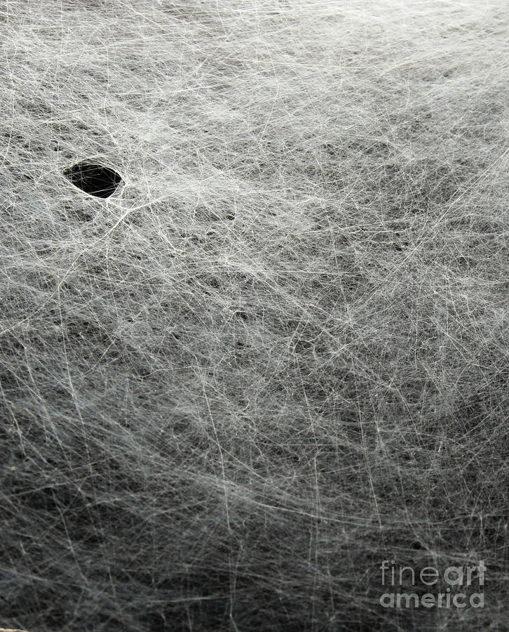Void In The Web Photograph