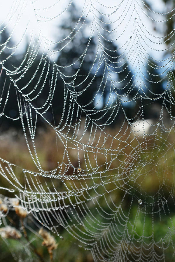 Spider Web Photograph by Tom Bohon - Fine Art America