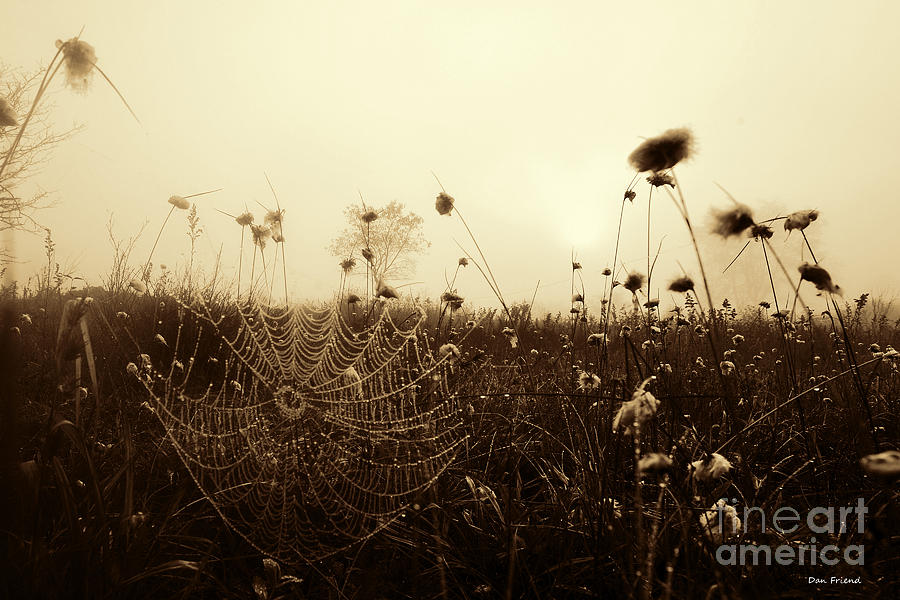 Spider Web Photograph - Spider web with dew by Dan Friend Spider Web Photograph - Spider web with dew by Dan Friend