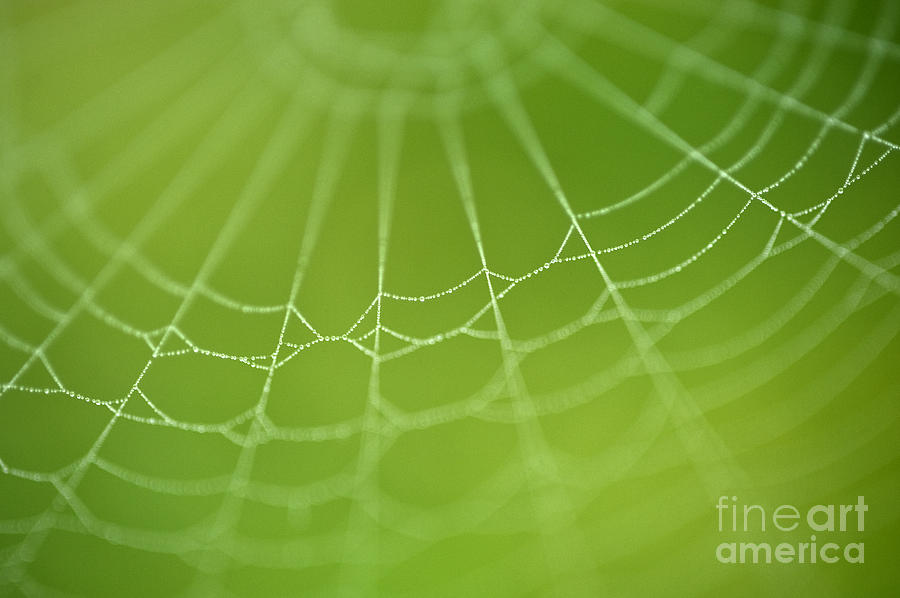 Spider web with dew drops  Photograph by Jim Corwin
