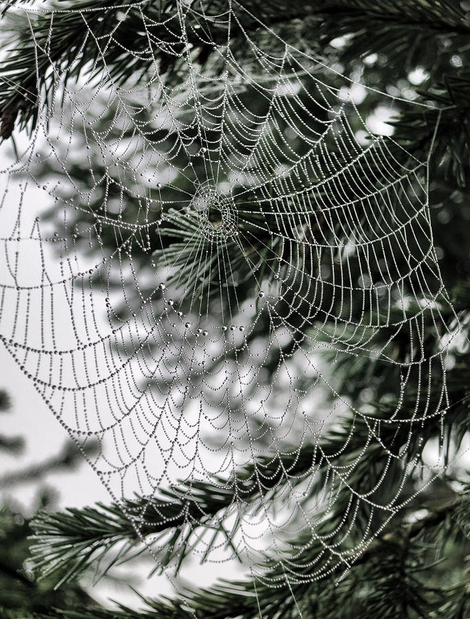Spider Web with Dew Drops Photograph by Patricia Januszkiewicz