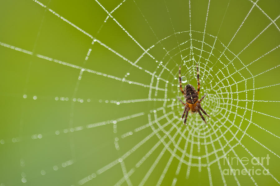 Spider web with dew drops with spider on web Photograph by Jim Corwin
