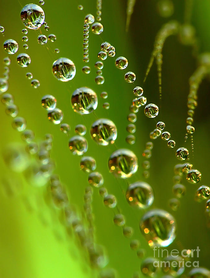 Spider Web With Water Drops Digital Art