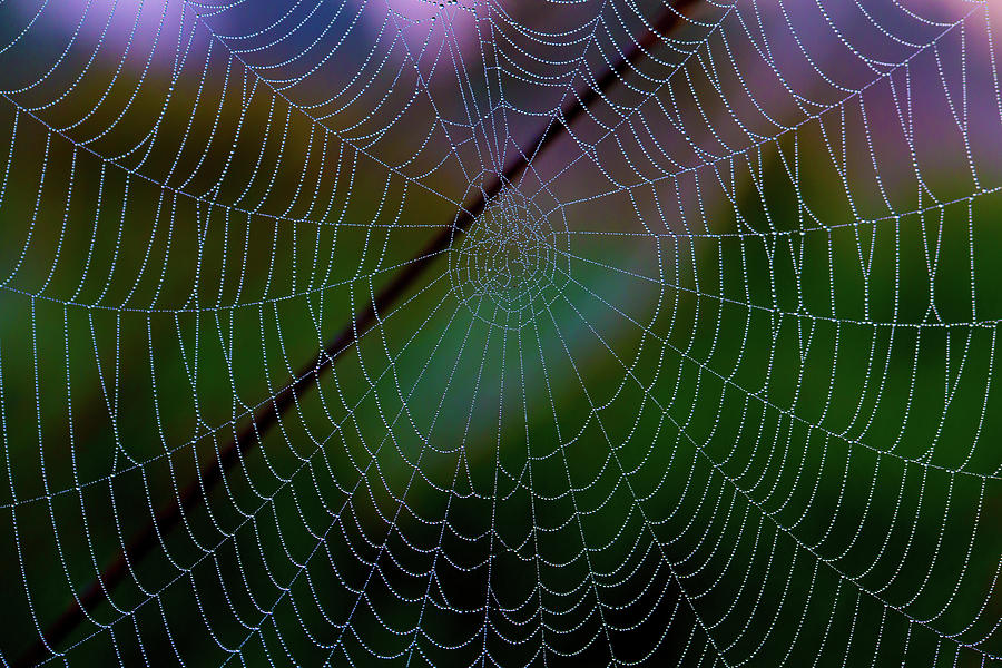 Pattern Photograph - Spider Web by Wladimir Bulgar