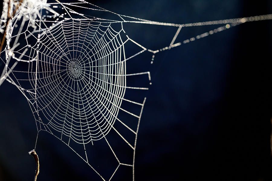 spider web. XXXL Photograph by Tuchkovo