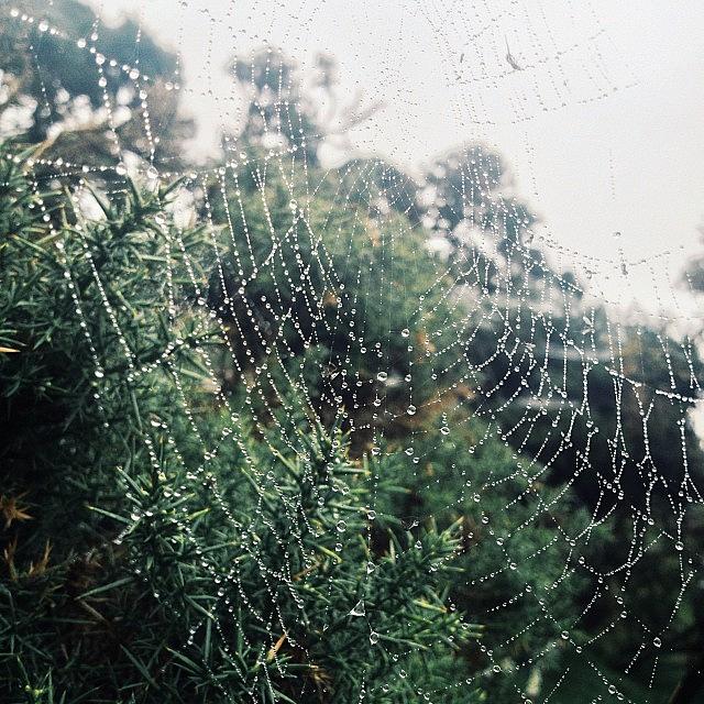 Spider Webs And Dew Drops, Another Photograph by Sophia Christie