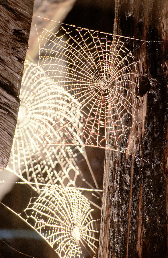 Spider Photograph - Spider Webs by Anonymous