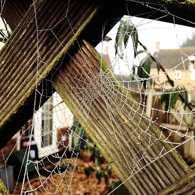 Nature Photograph - Spider Webs Are Pretty Cool by Sam Symonds
