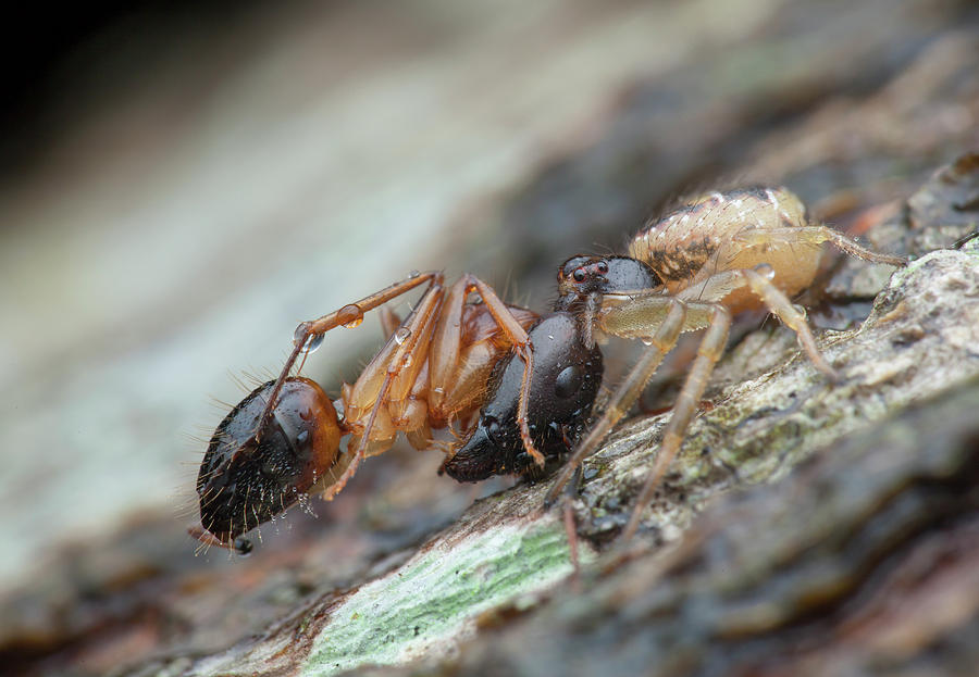 Spider With Ant Prey Photograph by Melvyn Yeo
