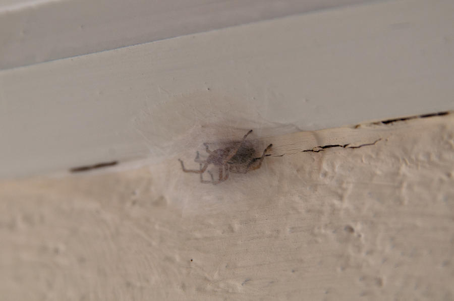 Spider With Egg Cocoon by Frank Gaertner