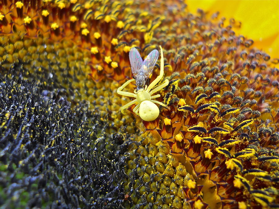Spider with Fly Photograph by Kent Lorentzen