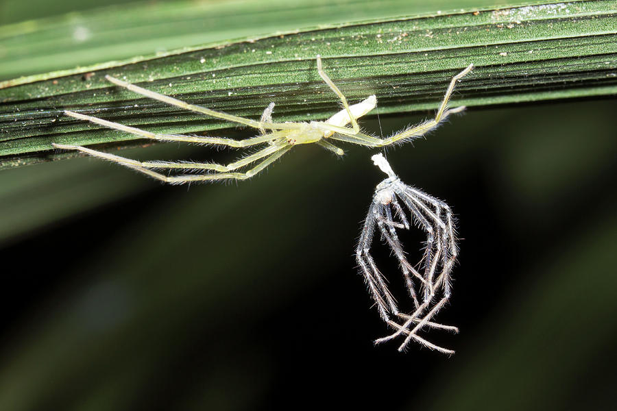 Spider With Shed Skin Photograph by Dr Morley Read