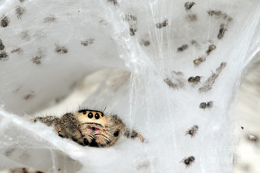 Spiderlings And Mother In Nest Photograph by Scott Linstead