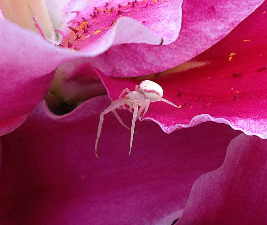 Spider Photograph - A Summer Visitor by Zoltan Spitzer