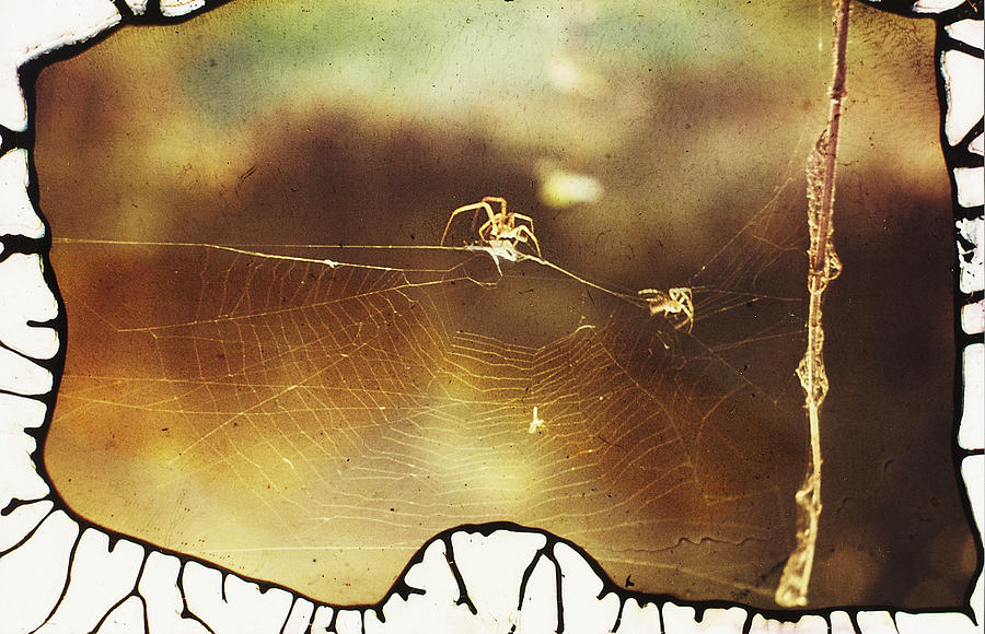 Spiders Photograph by Hartmut Jager