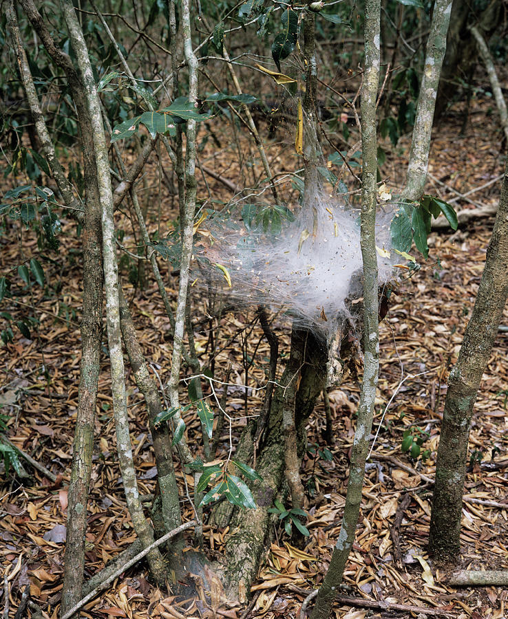 Spider's Nest Photograph by Sinclair Stammers/science Photo Library ...