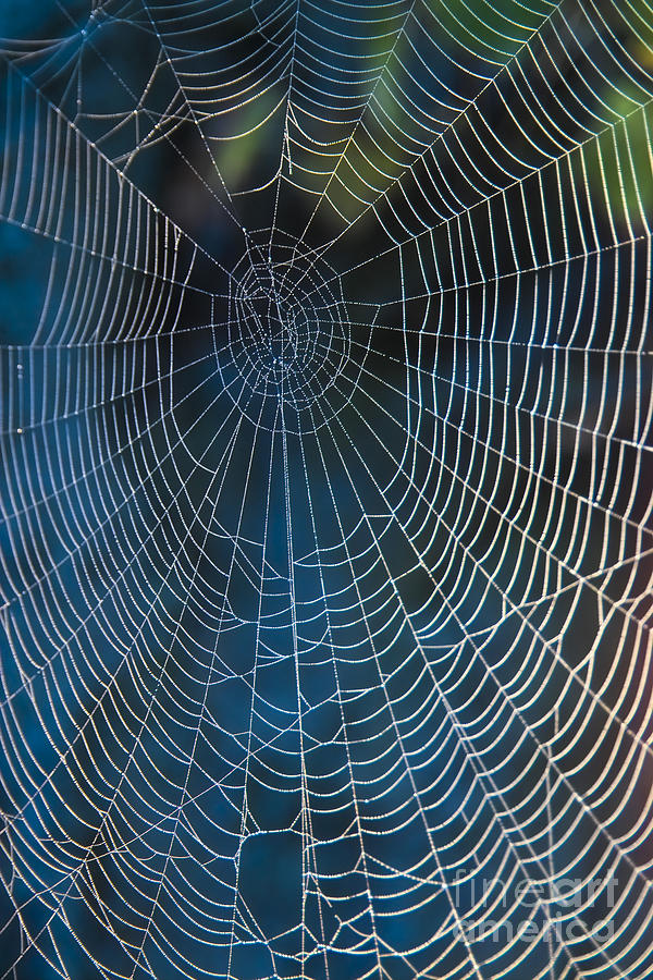 Spiders Net Photograph by Heiko Koehrer-Wagner