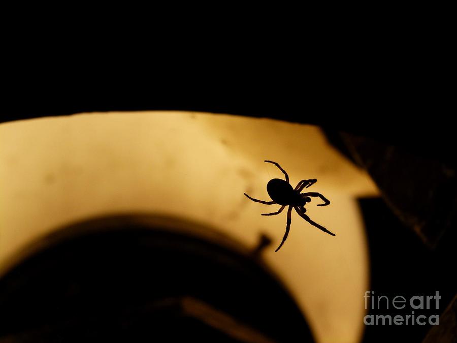 Spiders Silhouette Photograph by Jane Ford