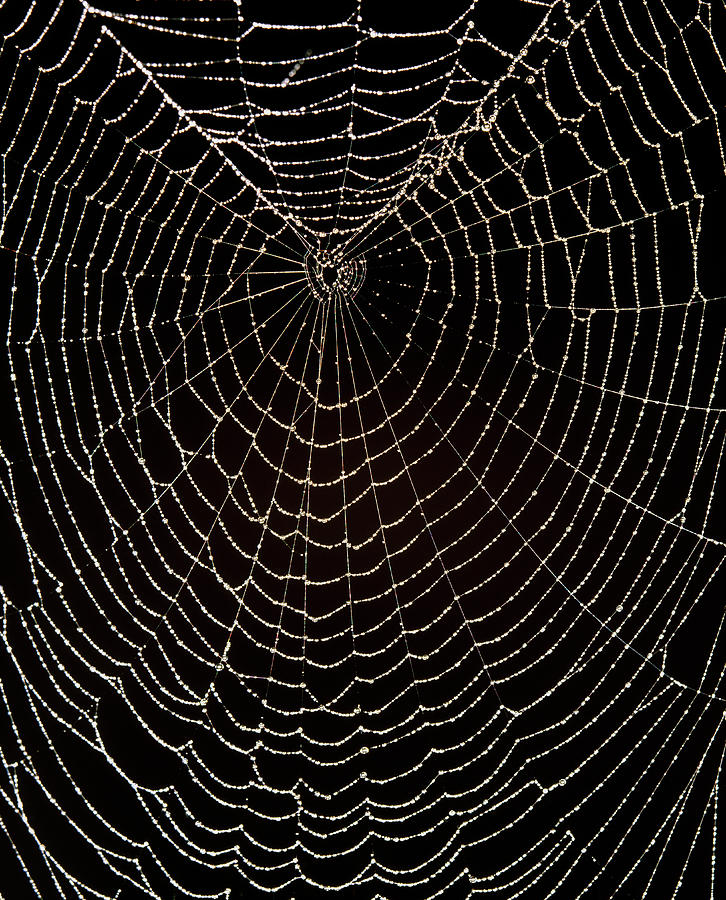 Wildlife Photograph - Spiders Web Covered In Water Droplets by Adam Hart-davis/science Photo Library