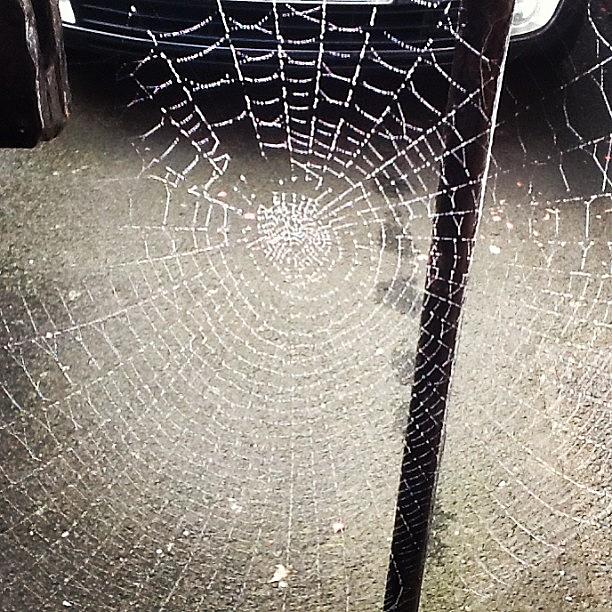 Winter Photograph - Spiders Web On Gate #frost #winter by Tom Causer
