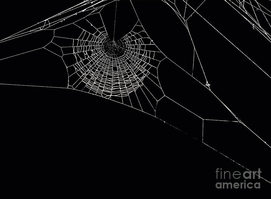 Spiders Web Photograph