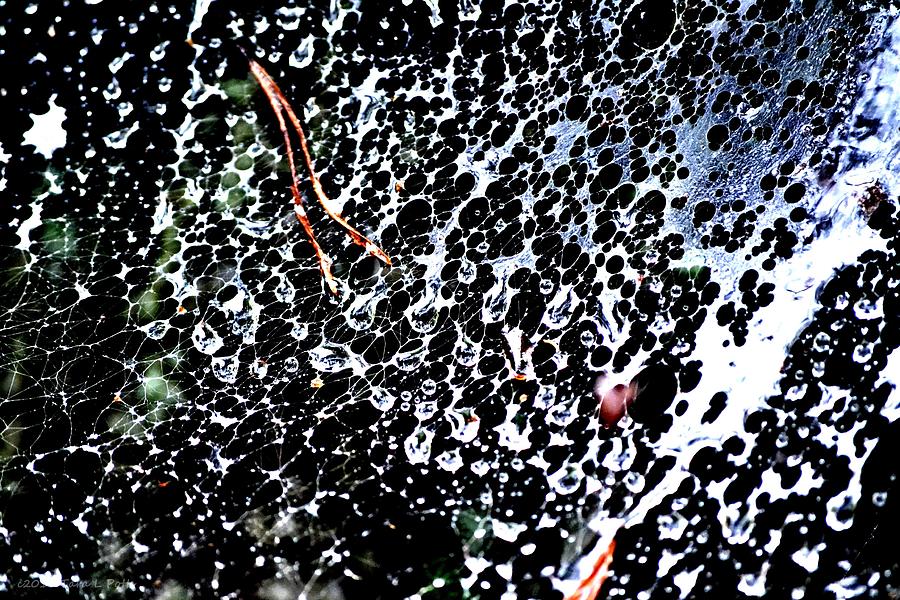 Spiders Web Photograph by Tara Potts