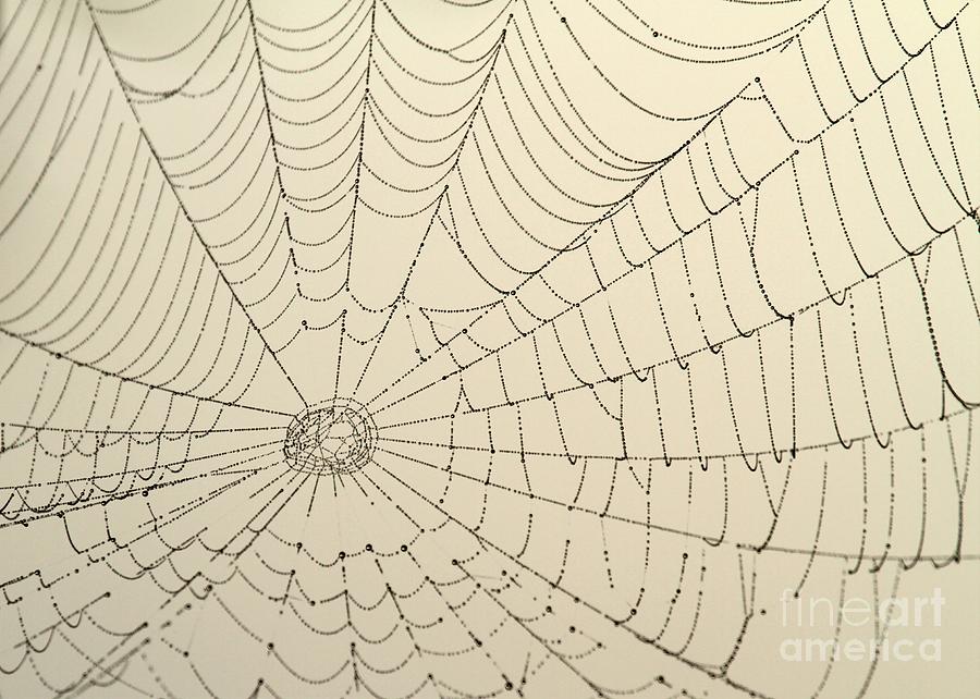 Spiderweb at Dawn Photograph by Sabrina L Ryan