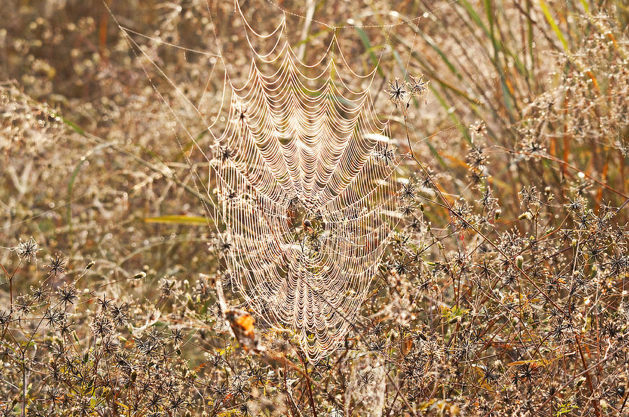 Spiderweb in Dew Photograph by Melinda Dreyer