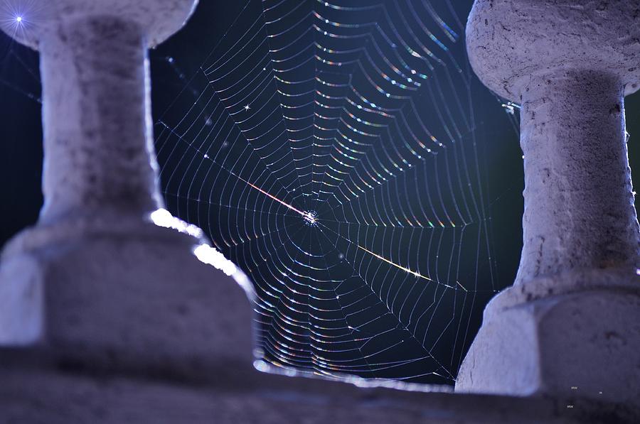 Nature Photograph - Spiderweb In Moonlight by Marcia b Wood