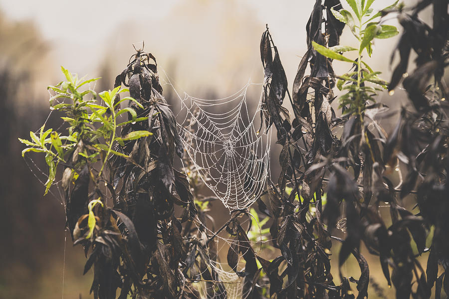 Spiderweb Photograph by Lee Harland