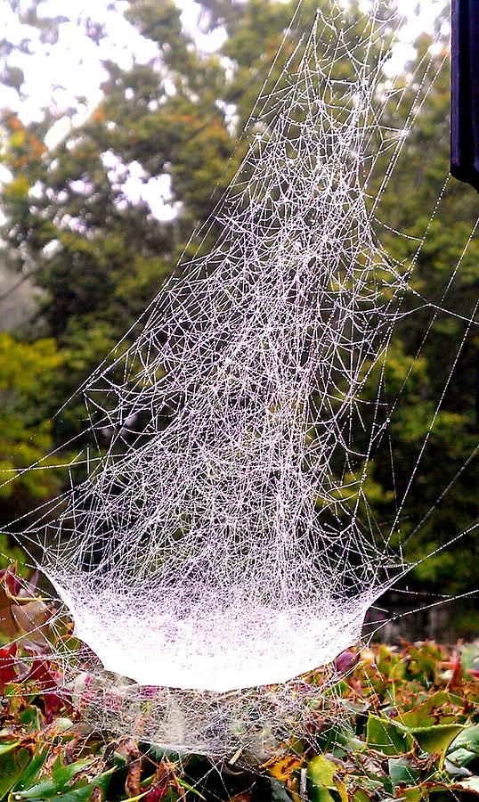Spiderweb Mansion Photograph by Kenny Glover