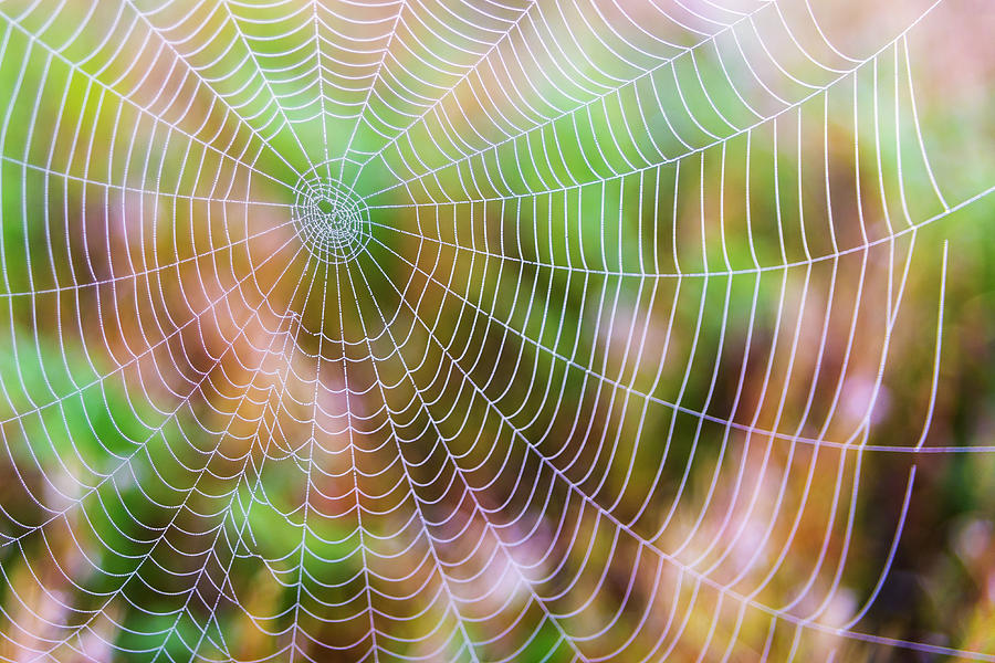 Spiderweb Photograph by Nebojsa Novakovic