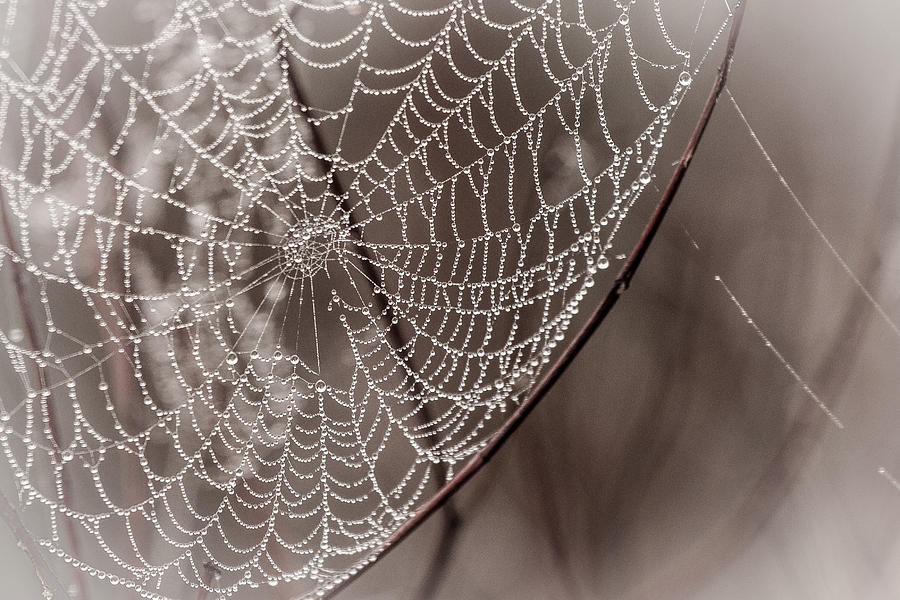 Spiderweb Photograph by Nick Mares
