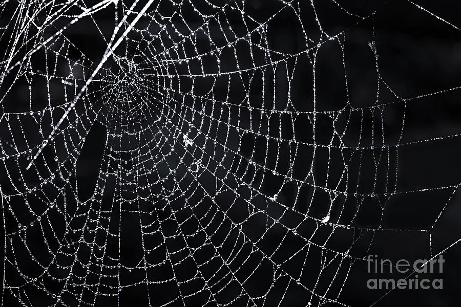 Spider Photograph - Spiderweb with dew by Elena Elisseeva